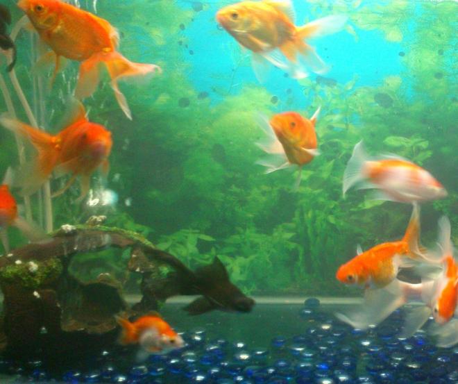 25 gallons freshwater fish tank (mostly fish and non-living decorations) - my goldfish tank