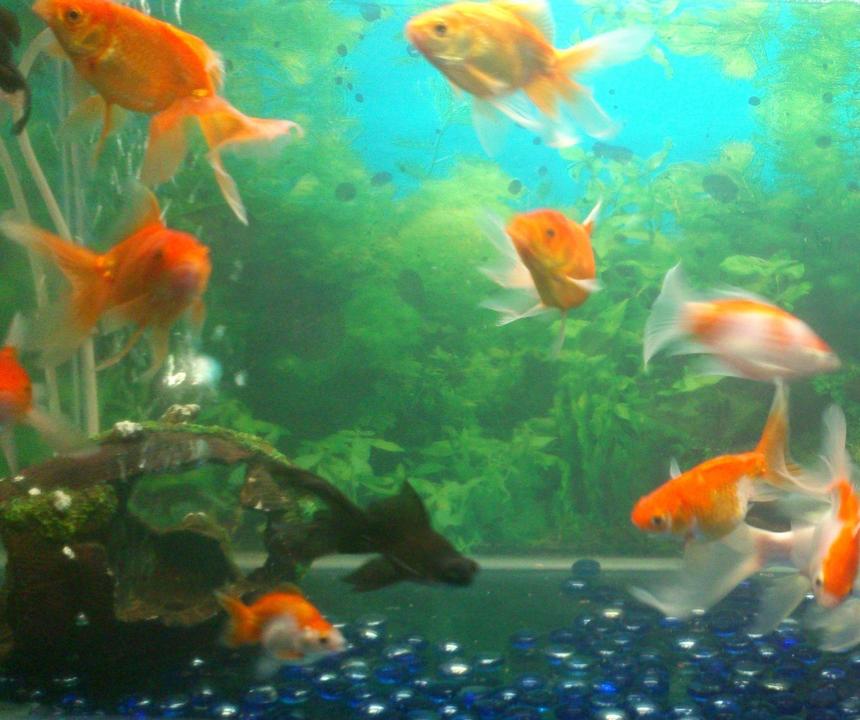 Rated #4163: 25 Gallons Freshwater Fish Tank - my goldfish tank