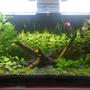 10 gallons planted tank (mostly live plants and fish) - Custom made all glass tank. 2 Eheim Liberty HOB filters. 1 50 watt Sera glass heater. 1 T8 fluorescent lamp on for 10 hours a day. AA black gravel. Tetra Complete Substrate. Daily dose of API CO2 Booster. Sera 24 Hour Fertilizer Drops. Tetra Plantamin. Tetra Blackwater Extract. Hygrophilia, Red Bacopa, Valisneria, Ludwigia Repens, Lobelia Cardinalis, Dwarf Hair Grass, Echinodrus, Asian Pennywort, Staurogyne. Betta Fish, Neon Tetra, Pristella Tetra, Honey Gourami (Golden), Nerite Snail, Amano Shrimp.