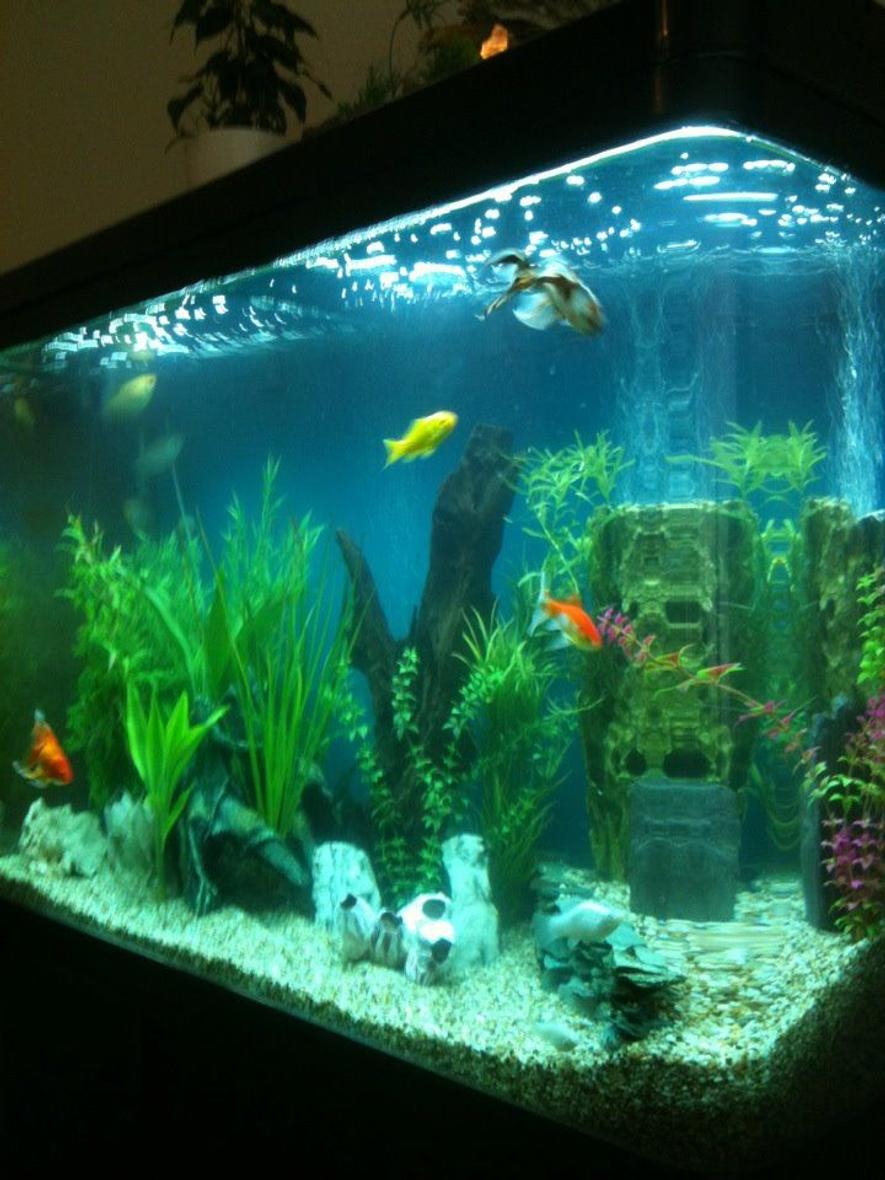 Rated #3146: 125 Gallons Freshwater Fish Tank - My 3ft by 2ft tank