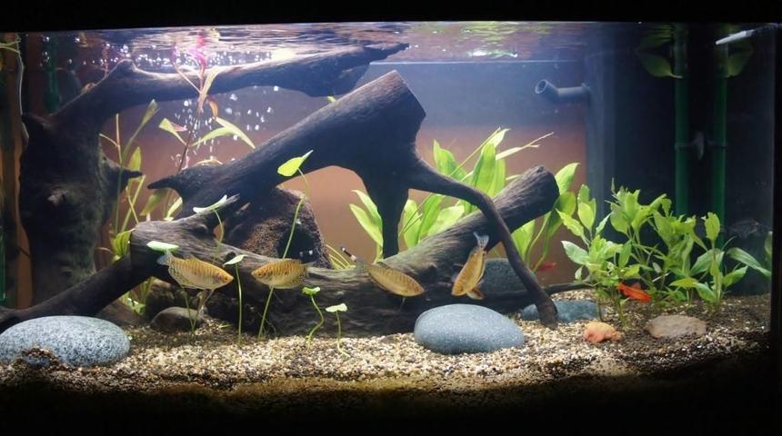Rated #37: 60 Gallons Planted Tank - Here is our recently updated planted
fish tank. but clearing up and maturing. 

We've already got a baby plant
growing :)