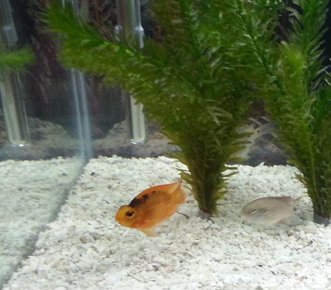 freshwater fish - heros severus x amphilophus citrinellum - blood parrot stocking in 50 gallons tank - Parrot Cichlid