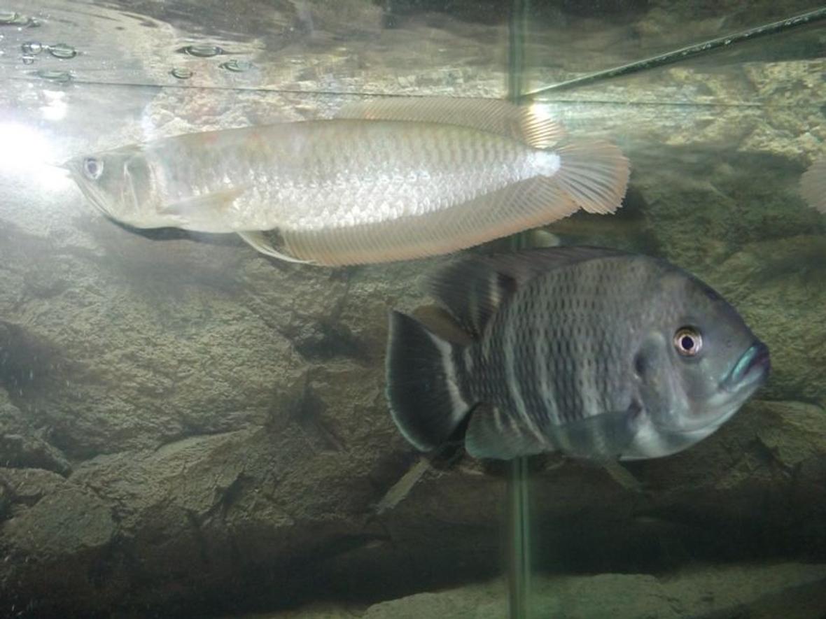 freshwater fish - osteoglossum bicirrhosum - silver arowana stocking in 44 gallons tank - silver arowana and Buttikoferi Cichlid