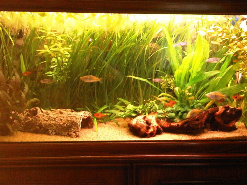 Rated #45: 37 Gallons Planted Tank