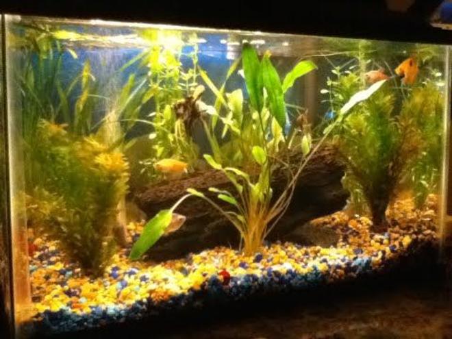 10 gallons planted tank (mostly live plants and fish) - 10 gal planted tank..5 angel fish & 5 fruitberrie barbs..my first planted tank :)