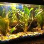 10 gallons planted tank (mostly live plants and fish) - 10 gal planted tank..5 angel fish & 5 fruitberrie barbs..my first planted tank :)