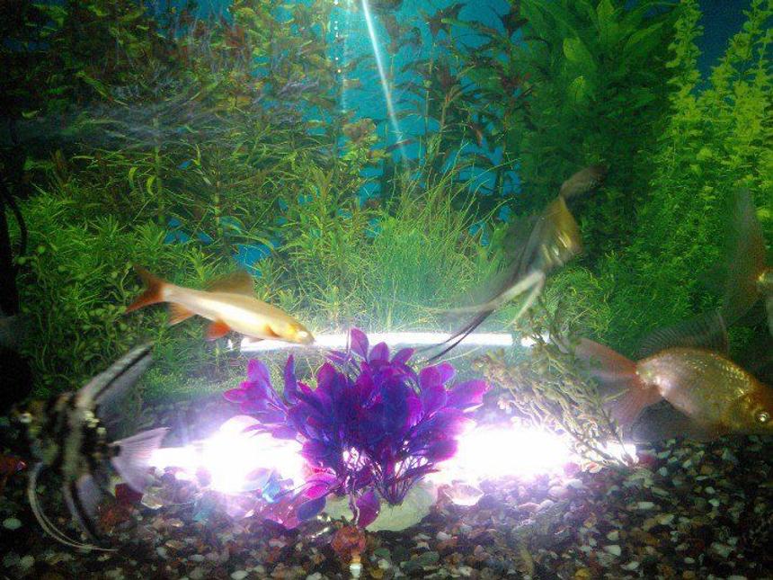 Rated #3945: 45 Gallons Freshwater Fish Tank