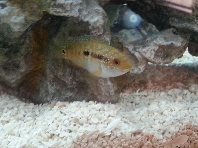 freshwater fish - nandopsis salvini - salvini cichlid stocking in 50 gallons tank - More Cichlids