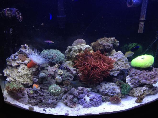 36 gallons reef tank (mostly live coral and fish) - My 36g Bowfront Reef Tank