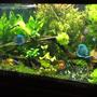 120 gallons planted tank (mostly live plants and fish) - 120 gallon fish tank