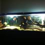 125 gallons freshwater fish tank (mostly fish and non-living decorations) - My 125gallon