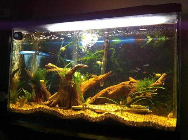 125 gallons planted tank (mostly live plants and fish) - My 29 gallon tank, 2 Blue German Rams, 2 Gold Rams, 5 honeycomb Guramis, 10 Neon Tetras, 4 Corys.