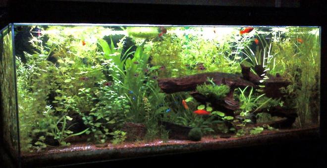 75 gallons planted tank (mostly live plants and fish)