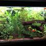 75 gallons planted tank (mostly live plants and fish)