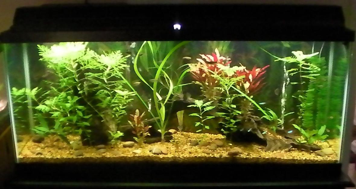 55 gallons planted tank (mostly live plants and fish) - most recent