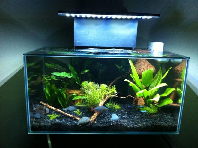 6 gallons freshwater fish tank (mostly fish and non-living decorations) - Fluval edge After Led Mod