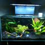 6 gallons freshwater fish tank (mostly fish and non-living decorations) - Fluval edge After Led Mod