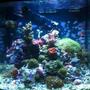 90 gallons reef tank (mostly live coral and fish) - 28g jbj nano cube HQI