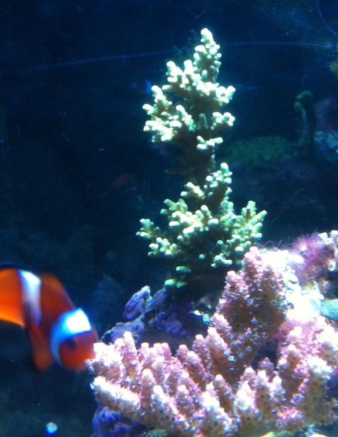 corals inverts - acropora sp. - branching acropora coral stocking in 90 gallons tank - 2 acros and a clownfish