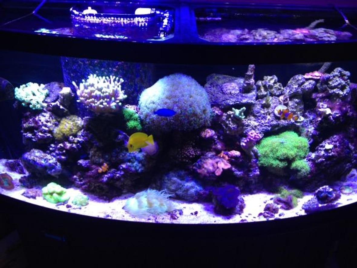 72 gallons reef tank (mostly live coral and fish) - This is my 72 bow front mixed reef.