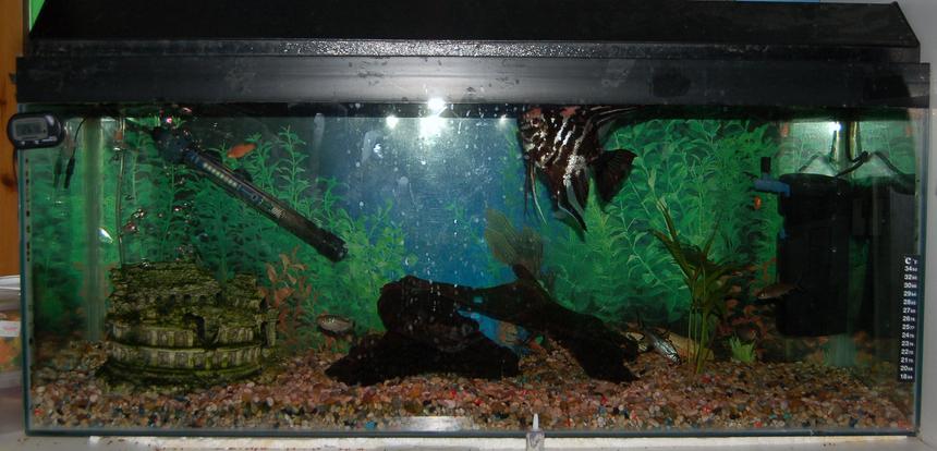 Rated #3460: 27 Gallons Freshwater Fish Tank - This is my 3ft tropical fish tank i am hoping to get more plants and chnage the substrate to sand as i think this would look better