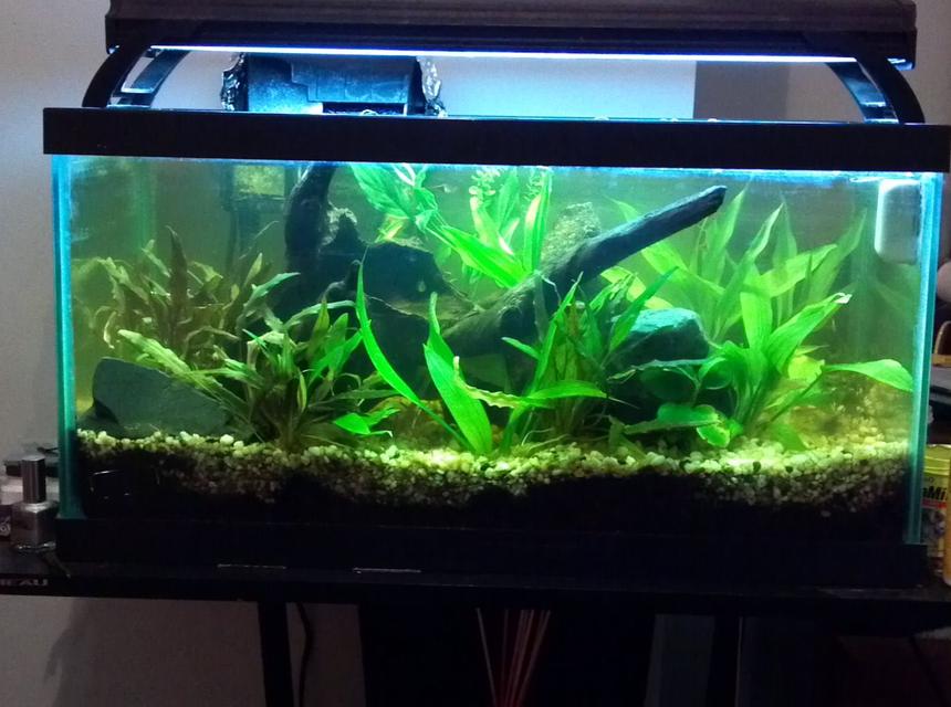 Rated #2104: 30 Gallons Freshwater Fish Tank - My 15 gallon planted aquarium.