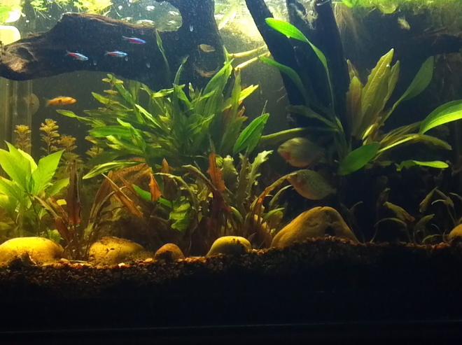 30 gallons planted tank (mostly live plants and fish) - my 30 gallon planted piranha tank