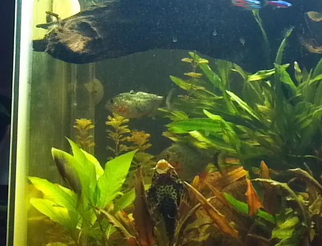 freshwater fish - pygocentrus nattereri - redbellied pirhana stocking in 30 gallons tank - my pleco and red belly piranhas