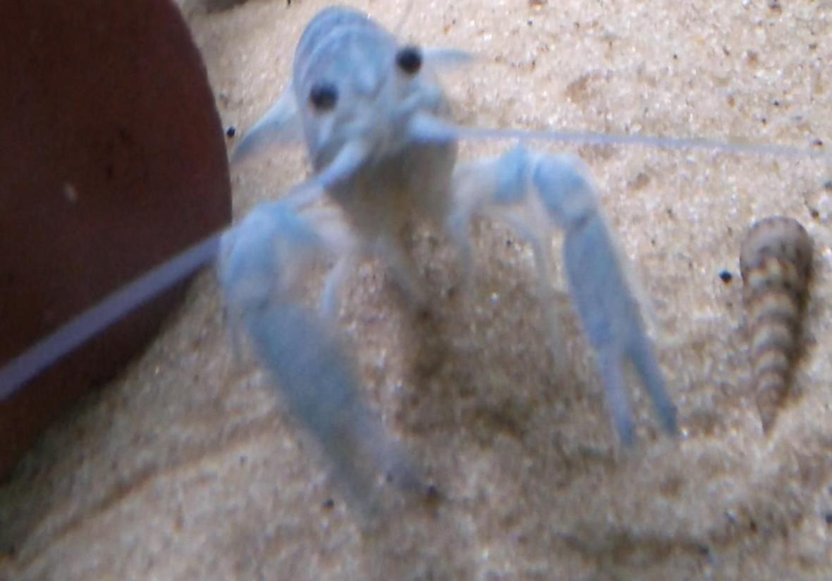 corals inverts - procambarus clarkii - hammers cobalt blue lobster - my baby blue lobster xD