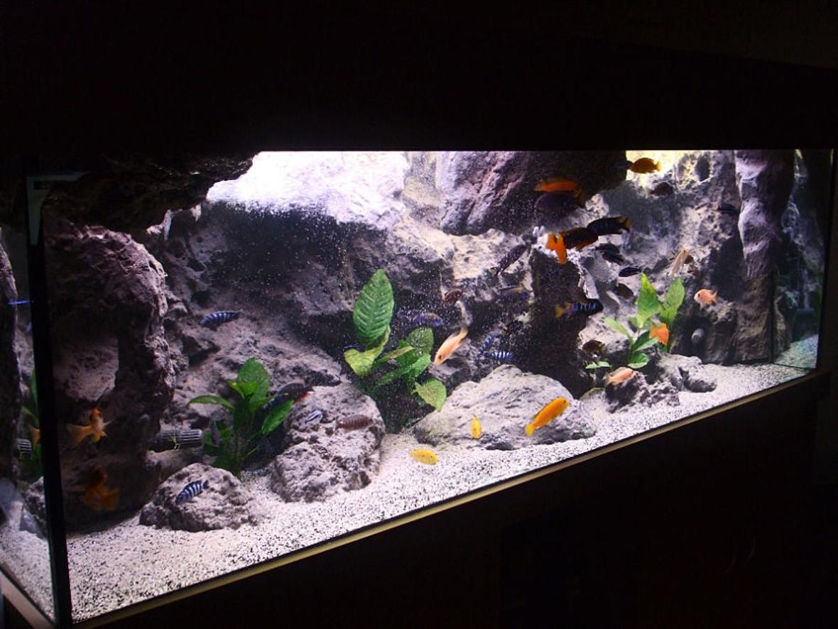 170 gallons freshwater fish tank (mostly fish and non-living decorations) - Malawi setup
