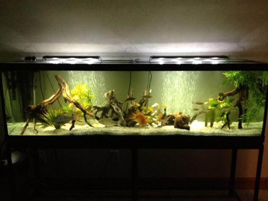 Rated #2300: 125 Gallons Freshwater Fish Tank
