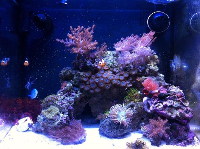 14 gallons reef tank (mostly live coral and fish) - Biocube 14