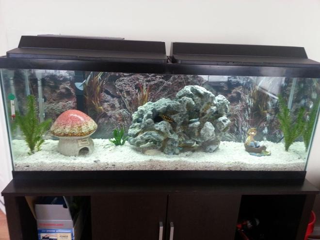 50 gallons freshwater fish tank (mostly fish and non-living decorations) - My new decorations