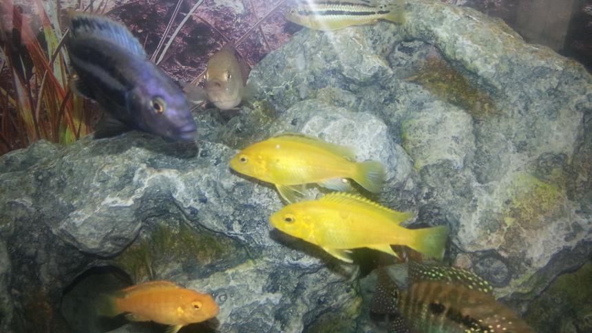 Rated #719: Freshwater Fish - Neolamprologus Leleupi - Orange Leleupi Cichlid Stocking In 50 Gallons Tank - My Fish