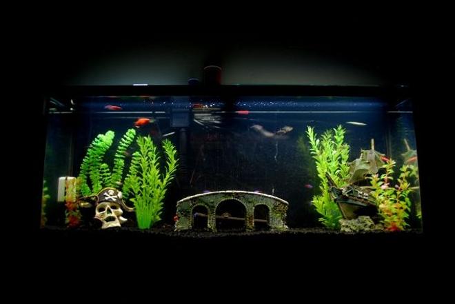 55 gallons freshwater fish tank (mostly fish and non-living decorations) - My tank.