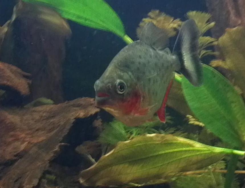 Rated #947: Freshwater Fish - Pygocentrus Nattereri - Redbellied Pirhana Stocking In 30 Gallons Tank - one of my red belly piranhas