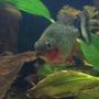 freshwater fish - pygocentrus nattereri - redbellied pirhana stocking in 30 gallons tank - one of my red belly piranhas