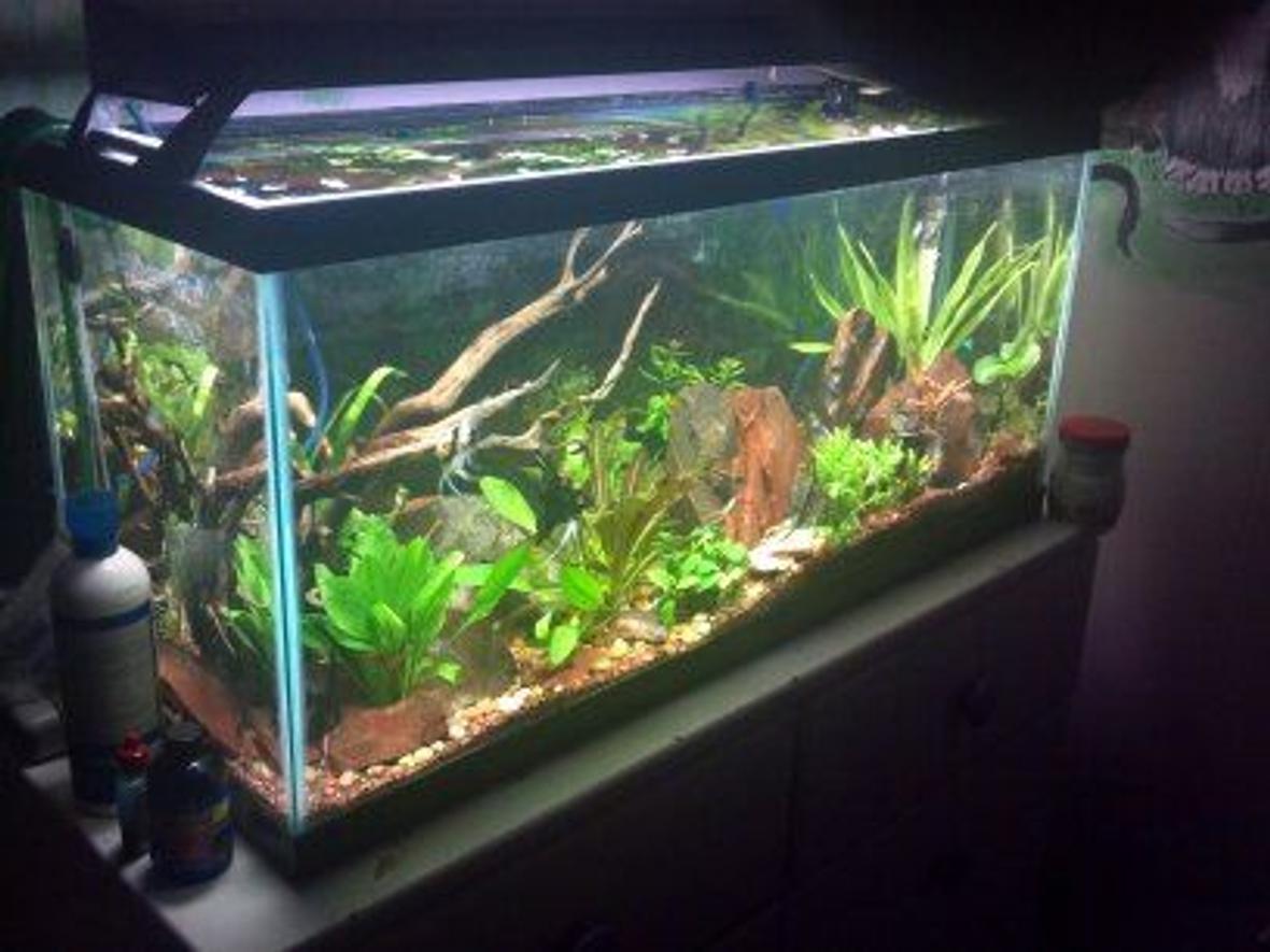 35 gallons planted tank (mostly live plants and fish) - my planted angelfish tank