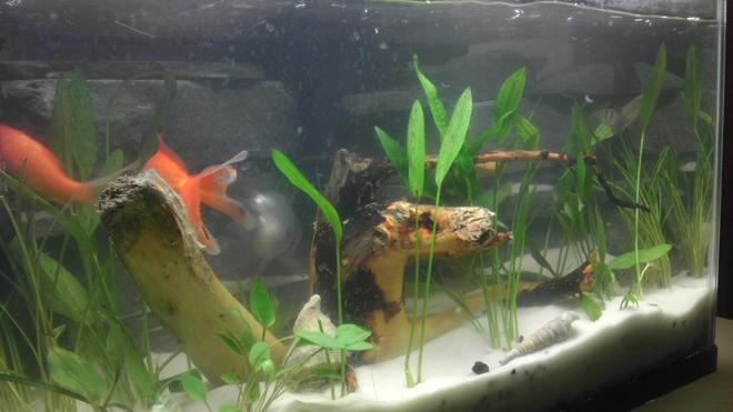 10 gallons freshwater fish tank (mostly fish and non-living decorations) - This is my 10 gallon, I have 3
goldfish in here that are getting
quite big, I am setting up a 125
gallon and they will go in there, I
also have 2 small clowns in here but
they were hiding at that moment,.
Background is real granite, the
driftwood was given to me by my
father in law,I have a substrate
with several plants and white sand
from Menard's 5 bucks for 50 lbs ,
you can't beat that .