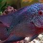 freshwater fish - cichlasoma sp. - flower horn cichlid stocking in 20 gallons tank - Flower horn with other Cichlids