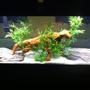 55 gallons freshwater fish tank (mostly fish and non-living decorations) - a front view of the tank