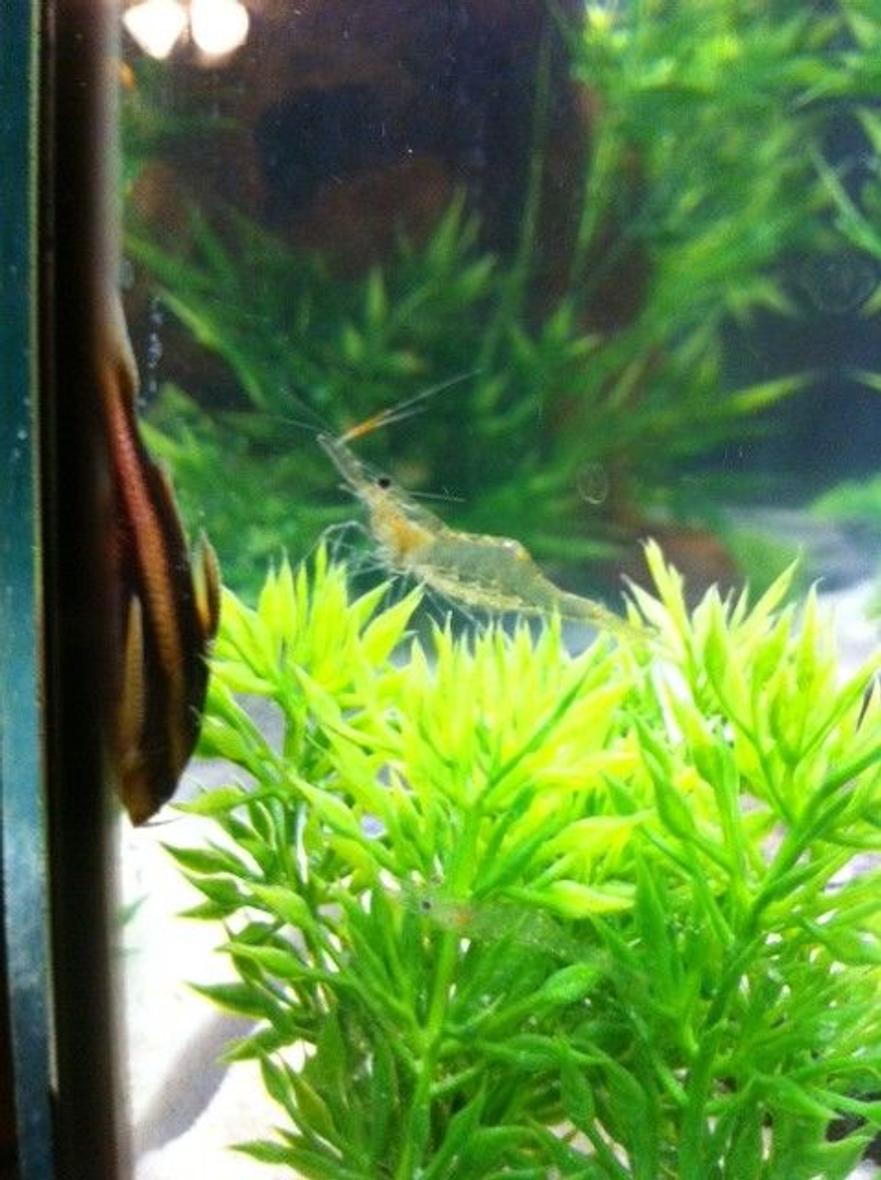 Rated #74: Freshwater Fish - Platyodras Armatulus - Striped Raphael Cat Stocking In 55 Gallons Tank - stripped ralph and ghost