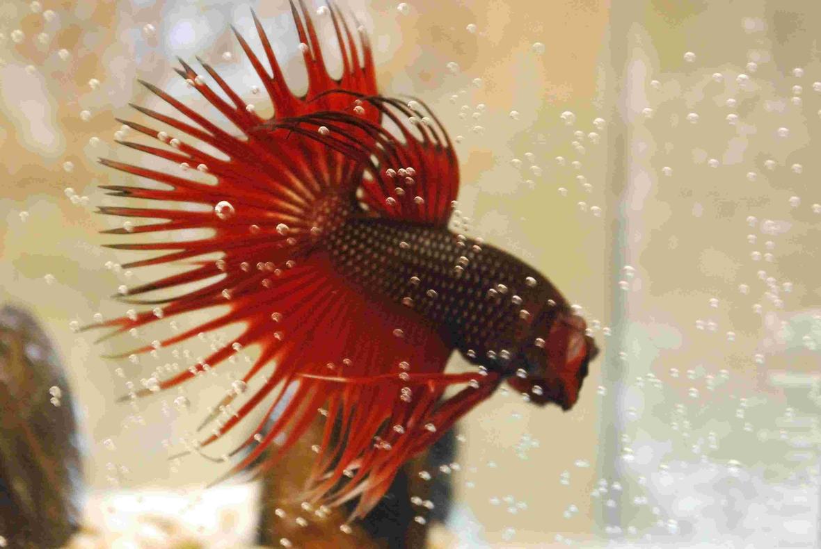 freshwater fish - betta splendens - crown tail betta stocking in 55 gallons tank - My Red Crowntail Beta