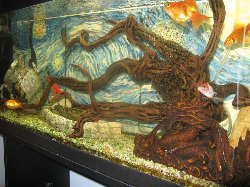 Rated #2201: 55 Gallons Freshwater Fish Tank - 55 gallon freshwater tank for goldfish