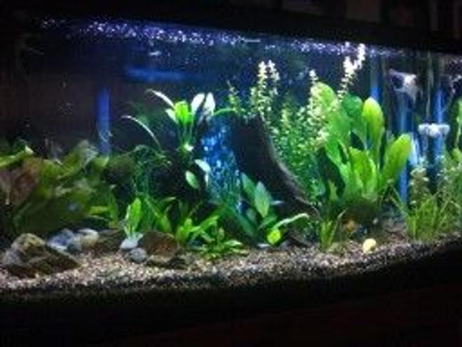 40 gallons planted tank (mostly live plants and fish) - 3 Veiltail Angels, 6 RummyNose, 6 Neons - 6 Cardinal Tetras, 3 Glass Bloodfin tetras, 5 Gold Tetras,4 lampeye Rasboras,4 Ember tetras,1 Males 1 Bristlenose Pleco, 1 Albino Female Bristelnose Pleco, 1 Longfin Bristlenose Pleco, 1 Green Emerald Cory cat, 16 Amano Shrimp. I know it sounds like ALOT, but ive had all these fish together for over 2 years...NEVER have disease's, never have fish die off at random. All my levels are always on point. So When people say you can only have certin amount of fish in your tank, its not true..