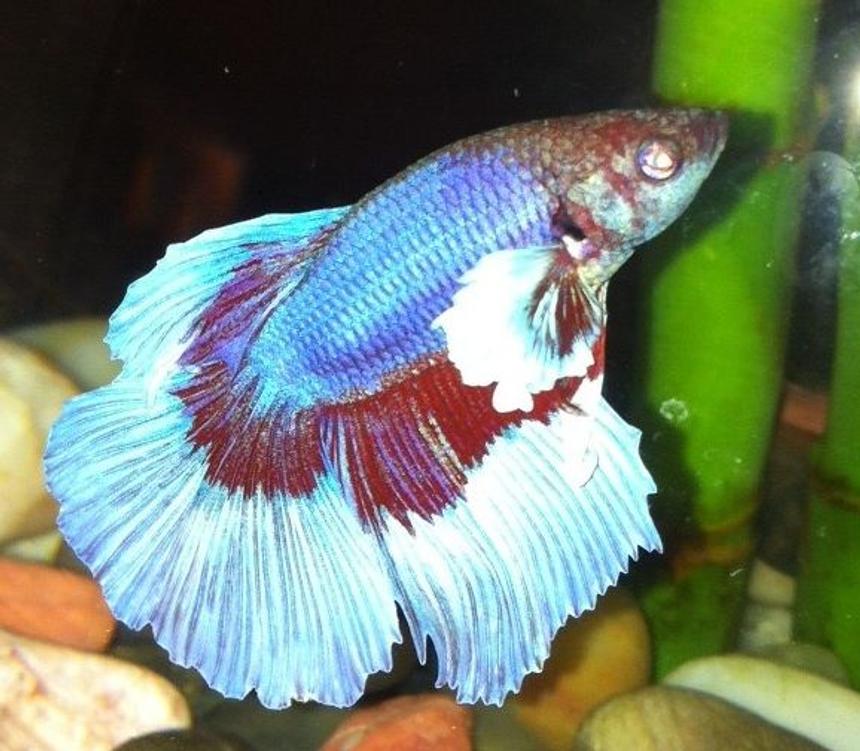 Rated #18: Freshwater Fish - Betta Splendens - Halfmoon Betta Stocking In 90 Gallons Tank - The Betta my girlfriend wanted that I paid too much for! Still, the beta does look pretty badass.