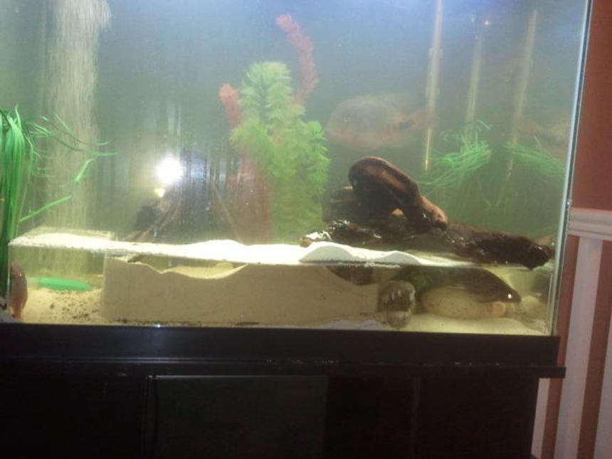 Rated #3906: 58 Gallons Freshwater Fish Tank - Vieja Cichlid, Synodontis, Albino Bristle nose, Cory cat, Electric Blue Dempsey 
custom made acrylic shelf