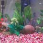 40 gallons freshwater fish tank (mostly fish and non-living decorations)