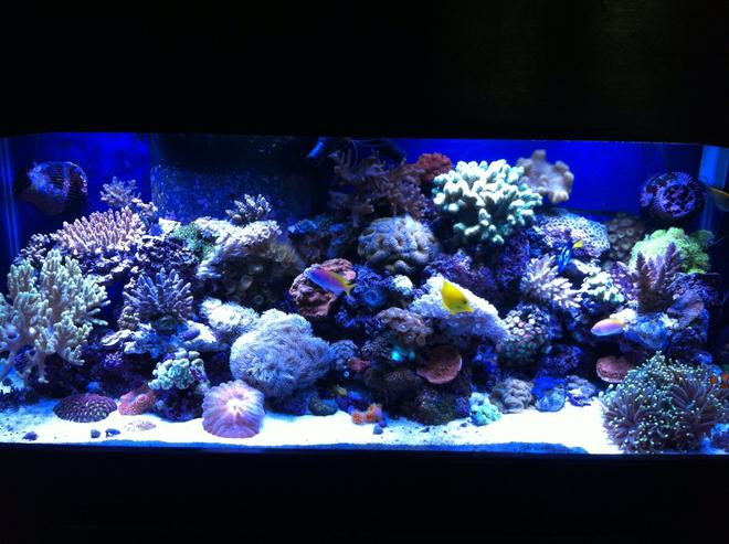 75 gallons reef tank (mostly live coral and fish) - 75 gallon mixed reef tank