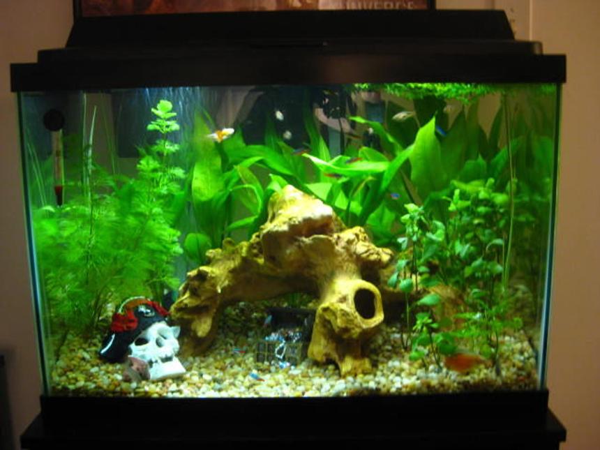Rated #114: 20 Gallons Planted Tank - Full front showing literally everything